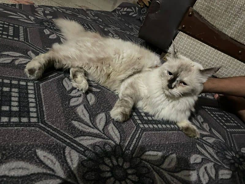 Himalayan cat 6