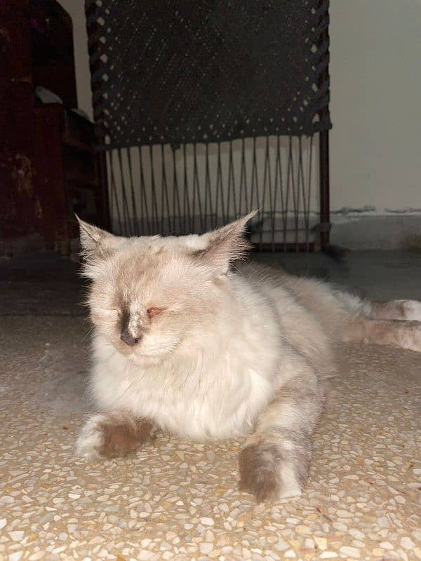 Himalayan cat 9