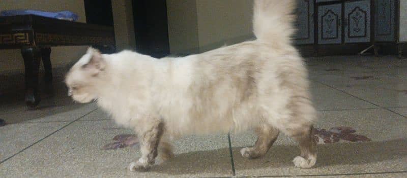 Himalayan cat 10