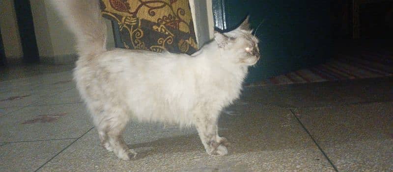 Himalayan cat 11