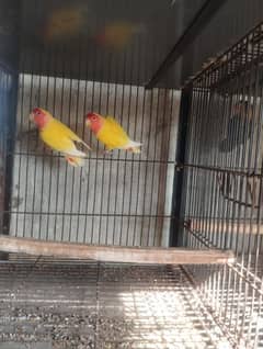 Common Latino ,pasnata,fisher,black nack pure breeding pair