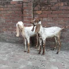 Two children Makhi cheeni for sale 03084493683