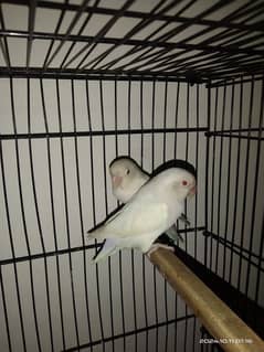 Albino red eyes breeder pair ring birds 03211428971 0