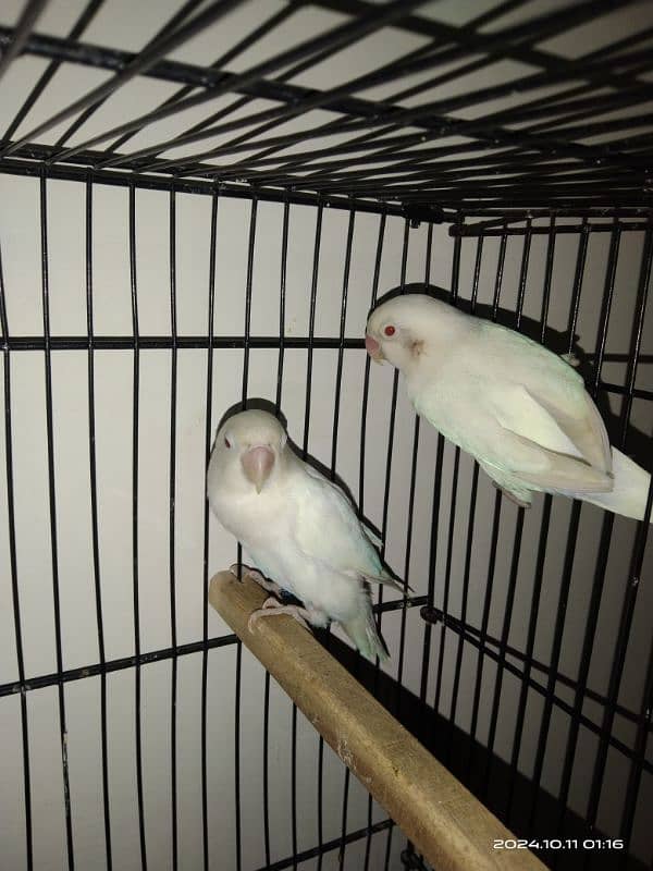 Albino red eyes breeder pair ring birds 03211428971 1