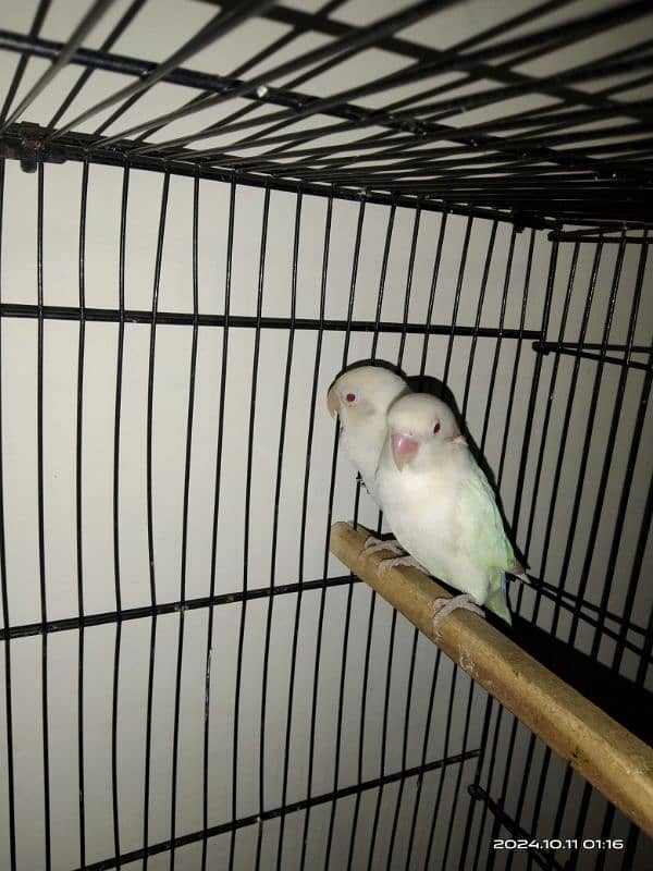 Albino red eyes breeder pair ring birds 03211428971 2