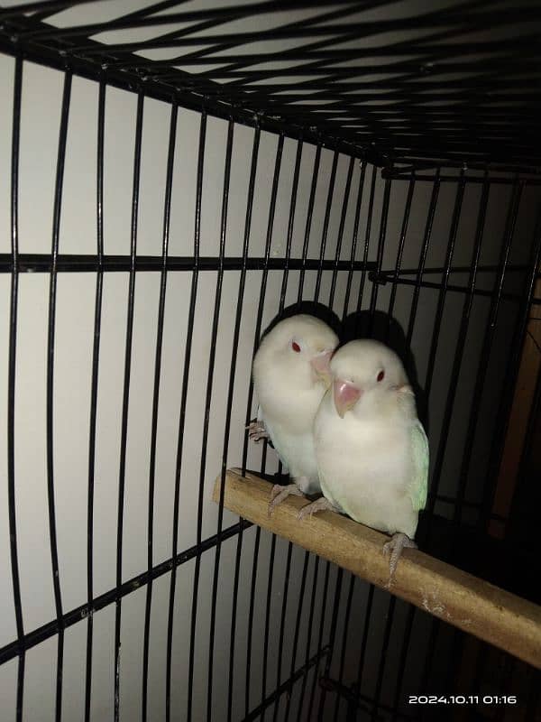 Albino red eyes breeder pair ring birds 03211428971 3