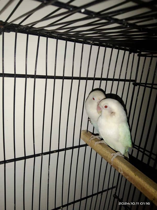 Albino red eyes breeder pair ring birds 03211428971 4