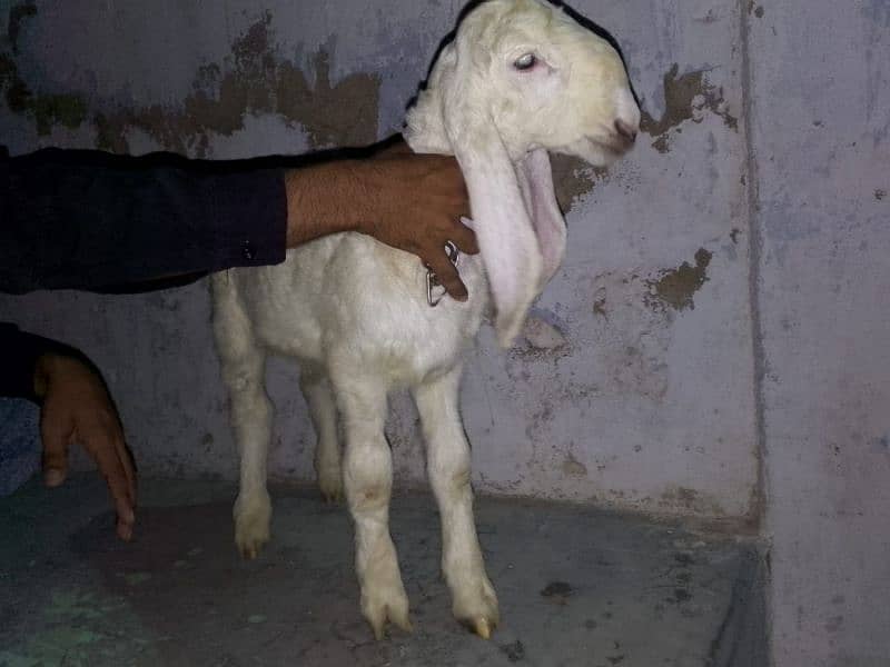 Pure Larkana or khaara kid for sale 1