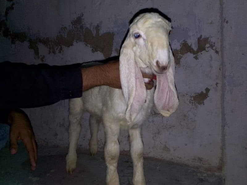 Pure Larkana or khaara kid for sale 2