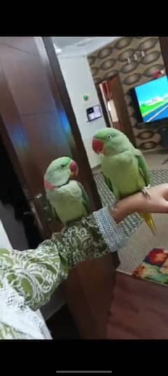 tamed parrot