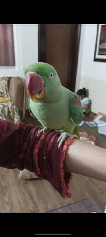 tamed parrot 2