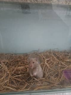 hamster