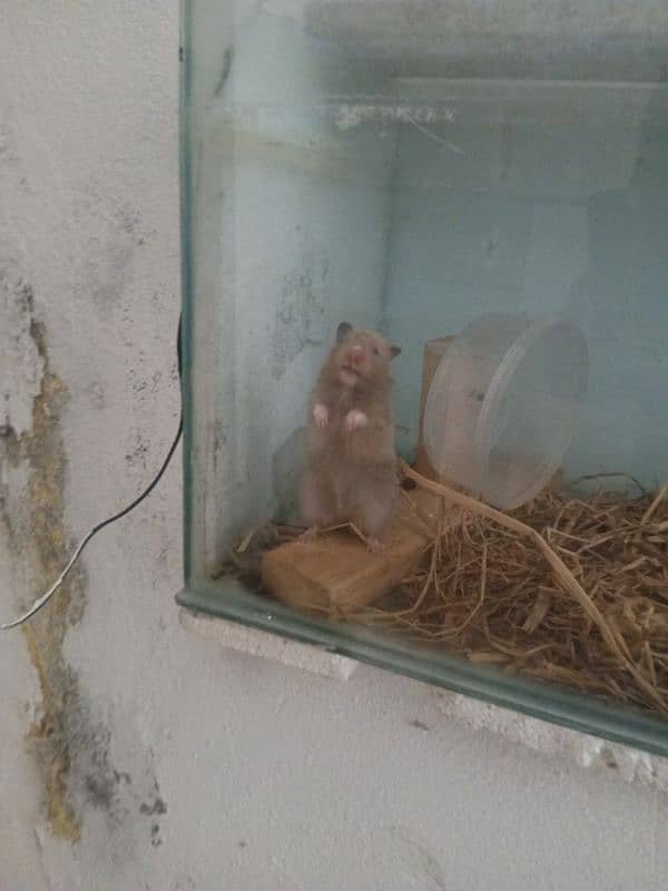 hamster 1 month babies pair 1