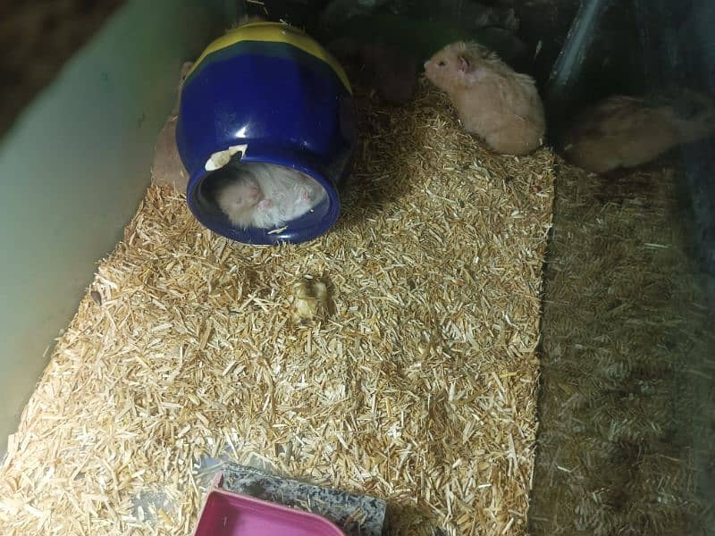 hamster 1 month babies pair 2