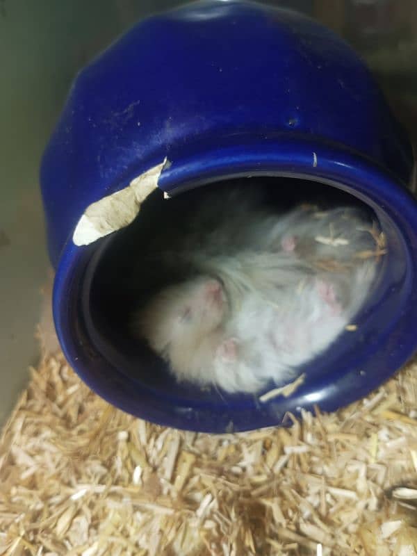 hamster 1 month babies pair 3