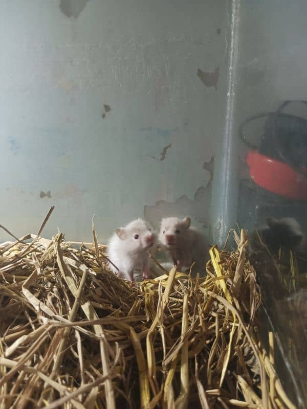 hamster 1 month babies pair 4