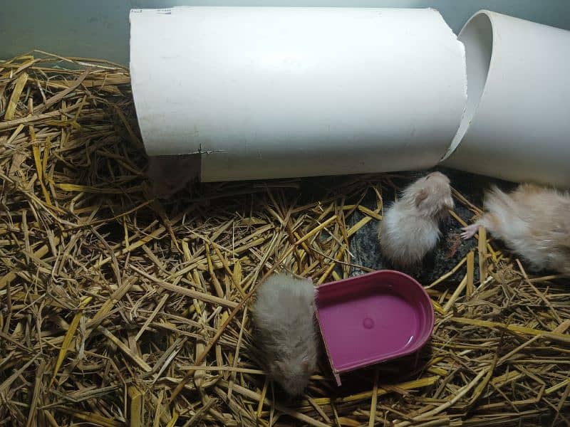 hamster 1 month babies pair 5