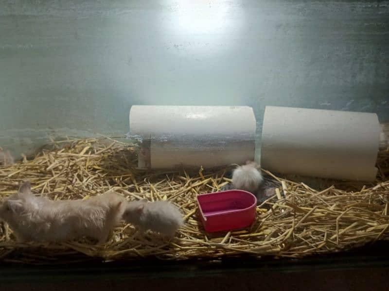 hamster 1 month babies pair 6