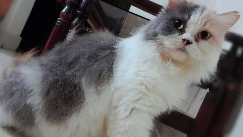 punch face female cat for sale 0