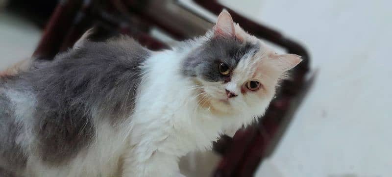 punch face female cat for sale 1