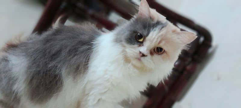 punch face female cat for sale 2