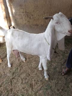 goat bakri bakra gulabi munda breeder