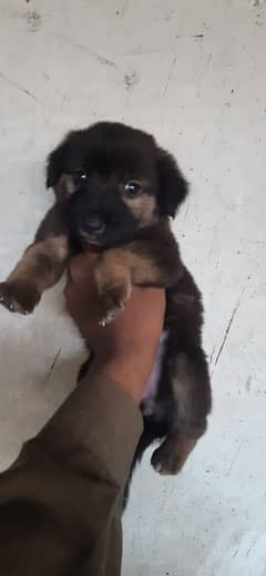 German puppy