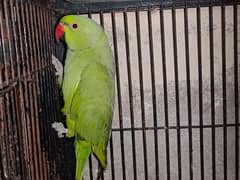 Bird for sale methooo 0