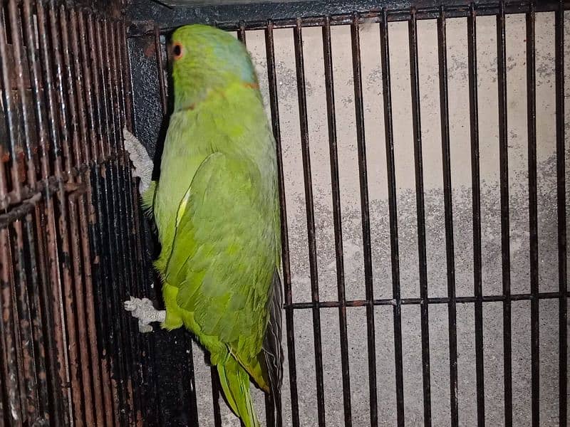 Bird for sale methooo 1