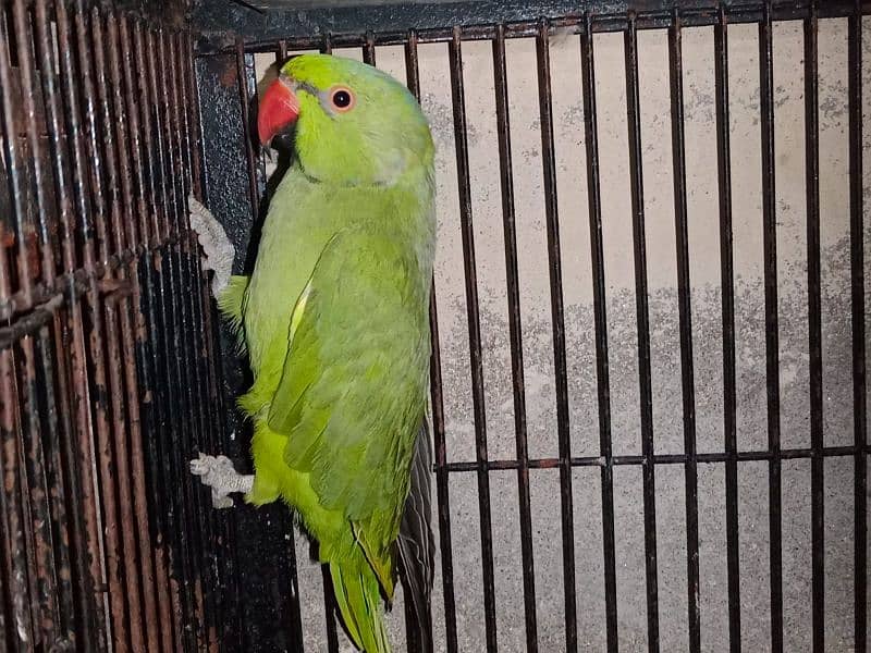 Bird for sale methooo 2