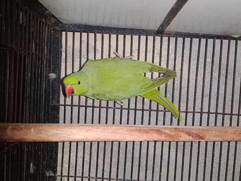 Bird for sale methooo 7