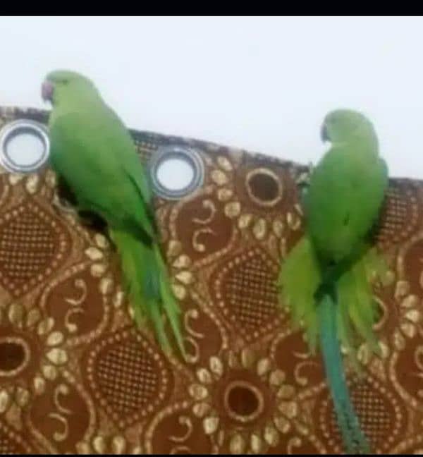 Green parrot for sale 03054636833 1