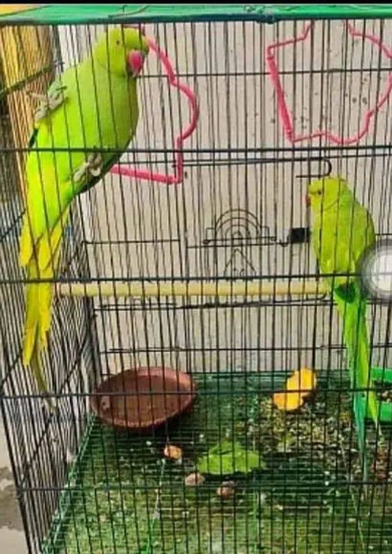 Green parrot for sale 03054636833 2