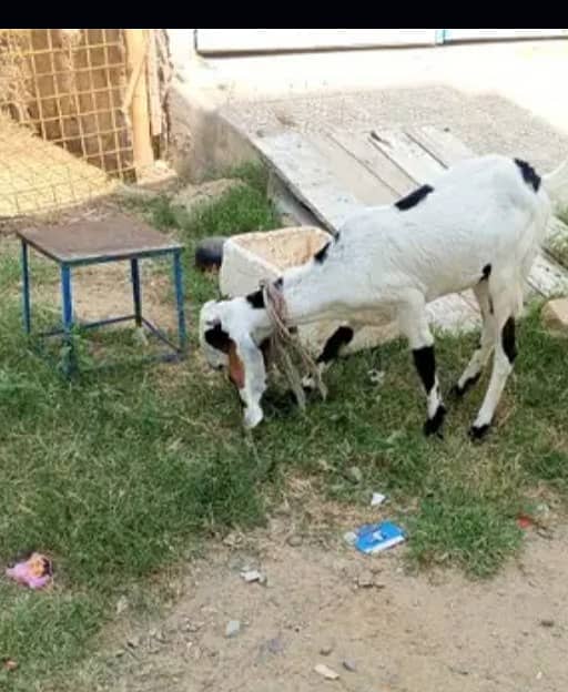 2 dant bakri 1