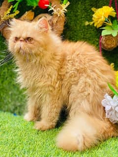 contact 03095561812 piki face male cat available for stud service