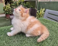 Bi color Fluffy Pure Persian,Kitten Persian cat| cute face kittens