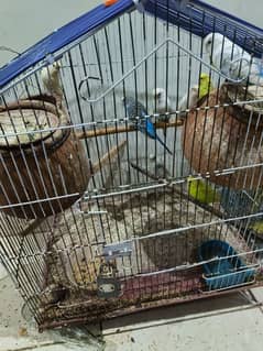 7  Pair Of Australian parrots including 2 cages Exchange possible