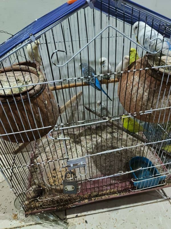 7  Pair Of Australian parrots including 2 cages Exchange possible 0