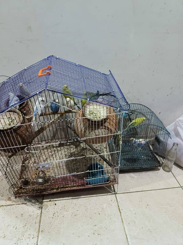 7  Pair Of Australian parrots including 2 cages Exchange possible 1