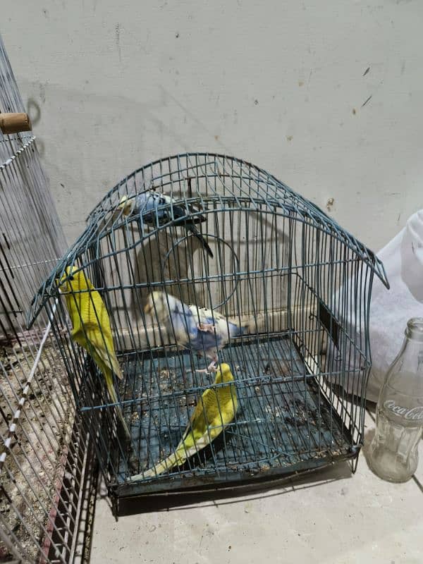 7  Pair Of Australian parrots including 2 cages Exchange possible 2