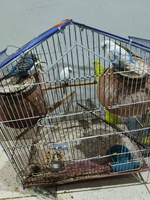 7  Pair Of Australian parrots including 2 cages Exchange possible 3