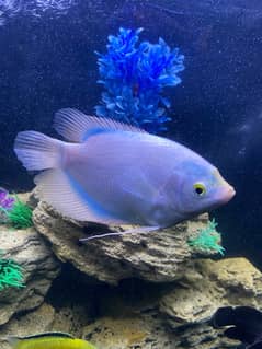 Gourami fish Blue Shade 0