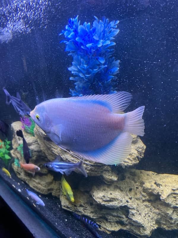 Gourami fish Blue Shade 1