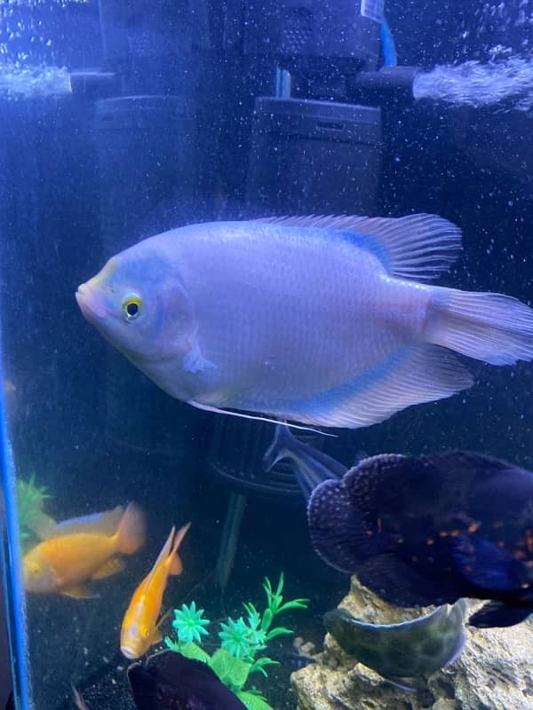 Gourami fish Blue Shade 3