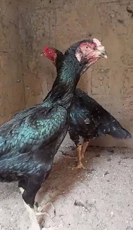 German Shamo's Chicks & Breeder available 0