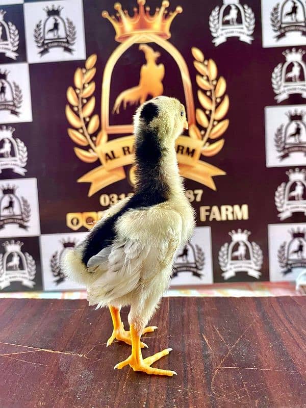 German Shamo's Chicks & Breeder available 1