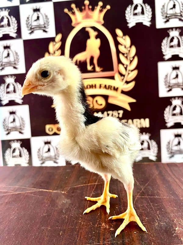 German Shamo's Chicks & Breeder available 2