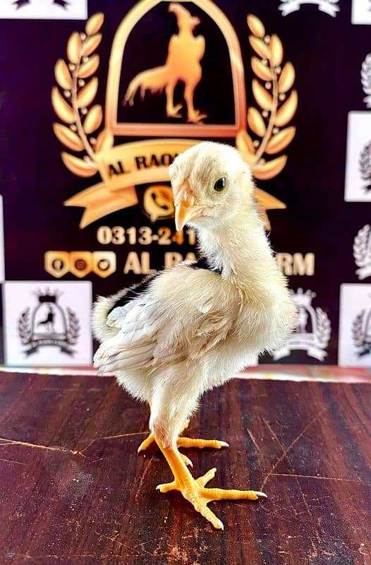 German Shamo's Chicks & Breeder available 3