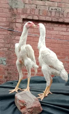 White O Shamo Pair for sale