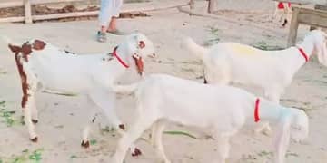 bakri for sale bacchon wali 03207375837